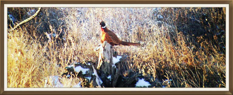 The hunting experience at TC Ranch