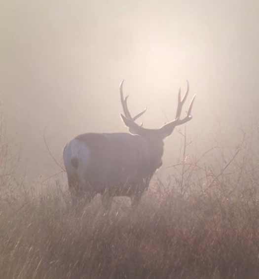 Montana's Twin Creek Ranch