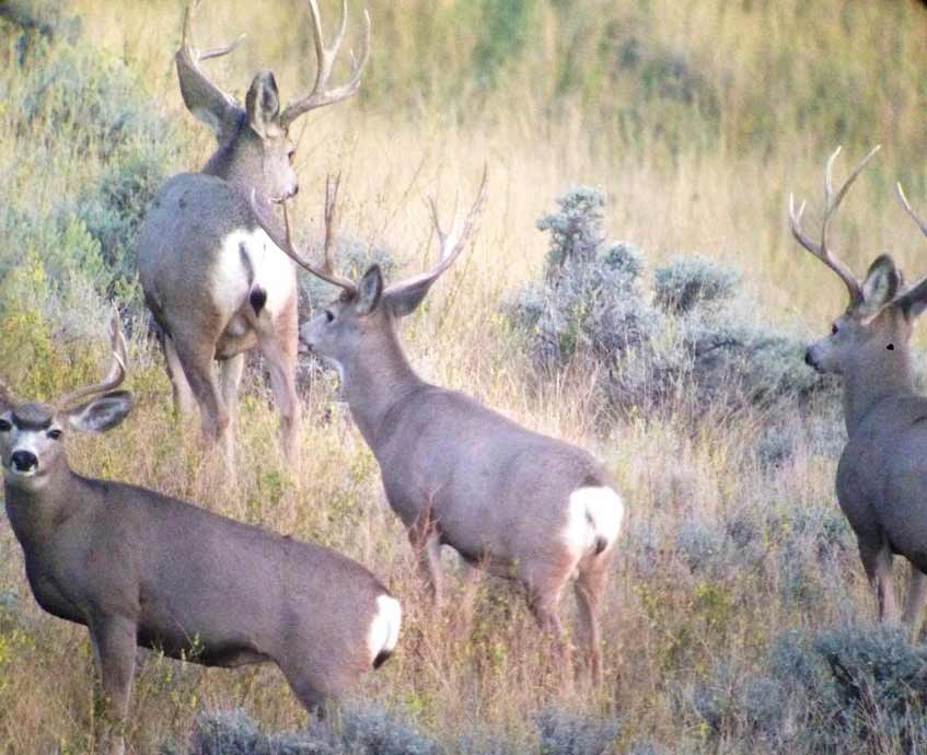 Montana's Twin Creek Ranch