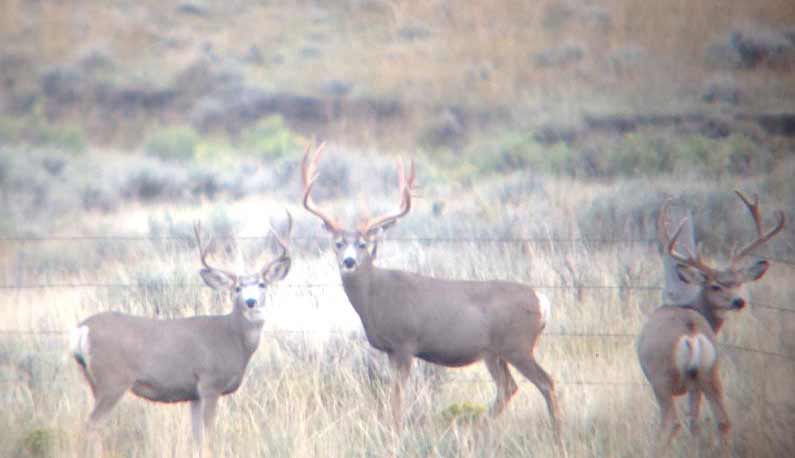 Montana's Twin Creek Ranch