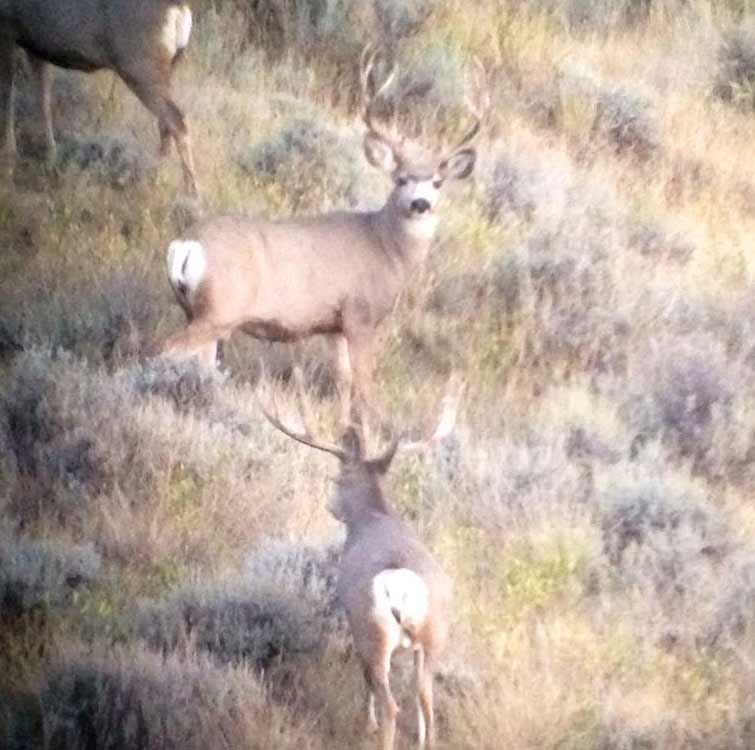 Montana Wildlife Photogalleries