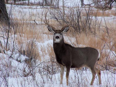 Montana's Twin Creek Ranch