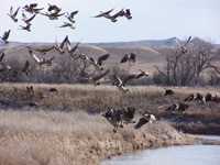 Montana Wildlife Photogalleries