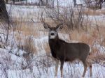 Montana Wildlife Photogalleries