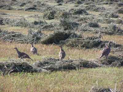 Montana Wildlife Photogalleries