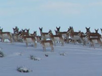 Montana Wildlife Photogalleries